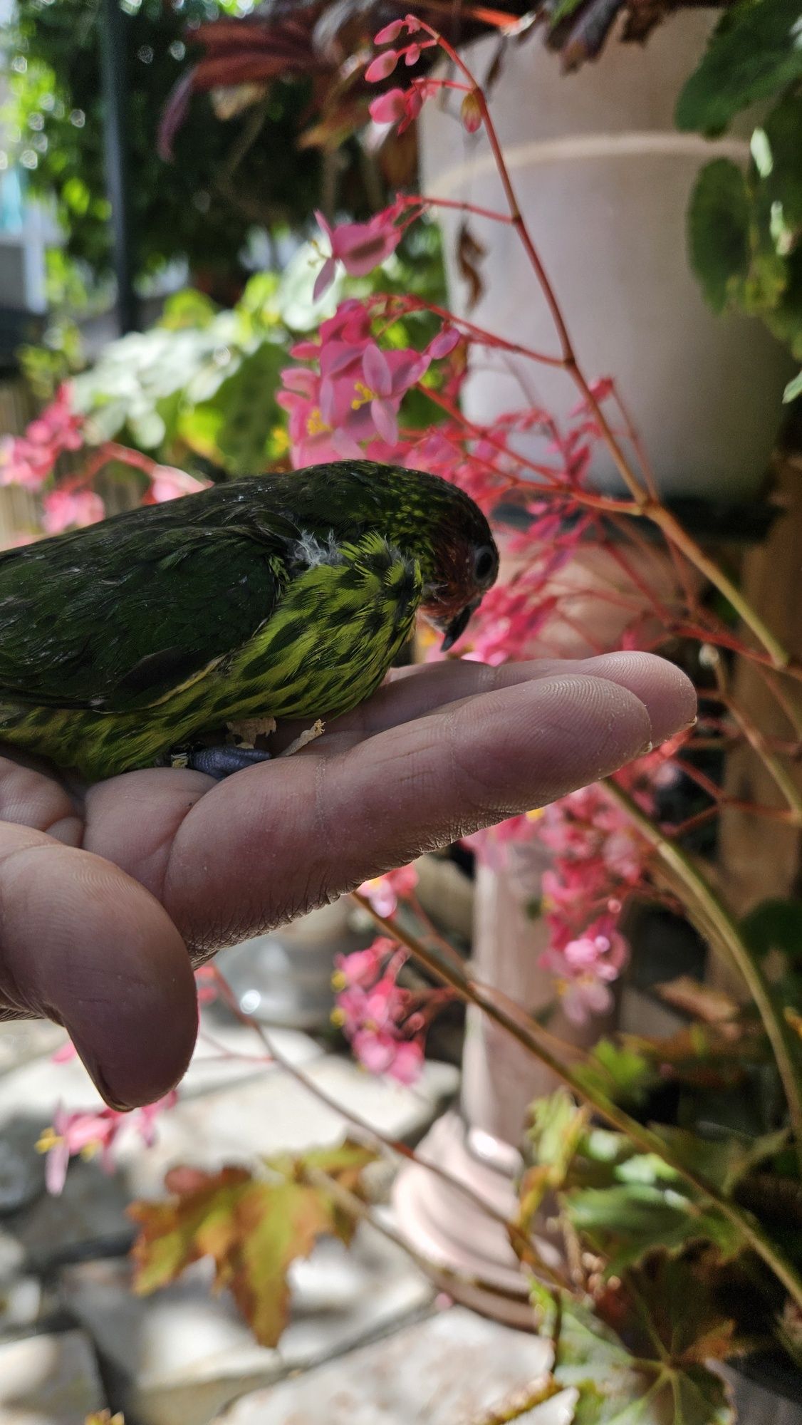 Cedência de um casal de Loris Goldiei