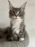 Piekny kociurek Maine Coon - rodowod FPL