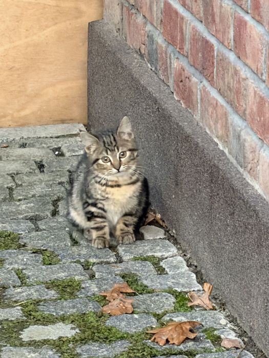 Кошенята  хлопчик та дівчинка