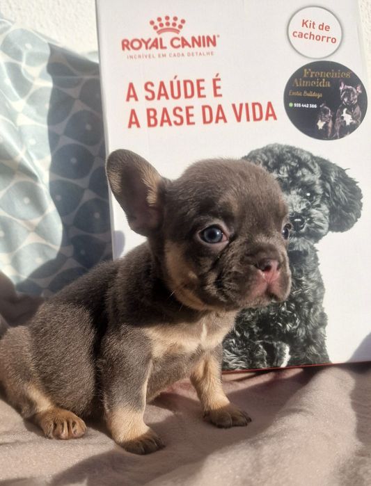 Bulldog francês linhagem superior