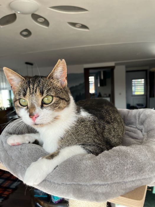 Lilo - bezdomna koteczka szuka domu