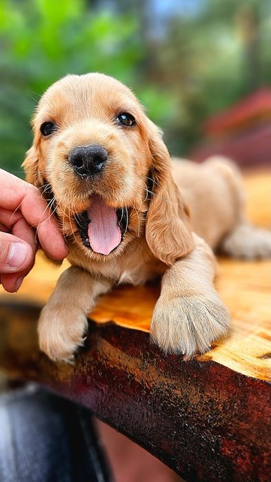Cocker Spaniel Angielski- cudowny piesek złoty - Biszkoptowy  Rodowód