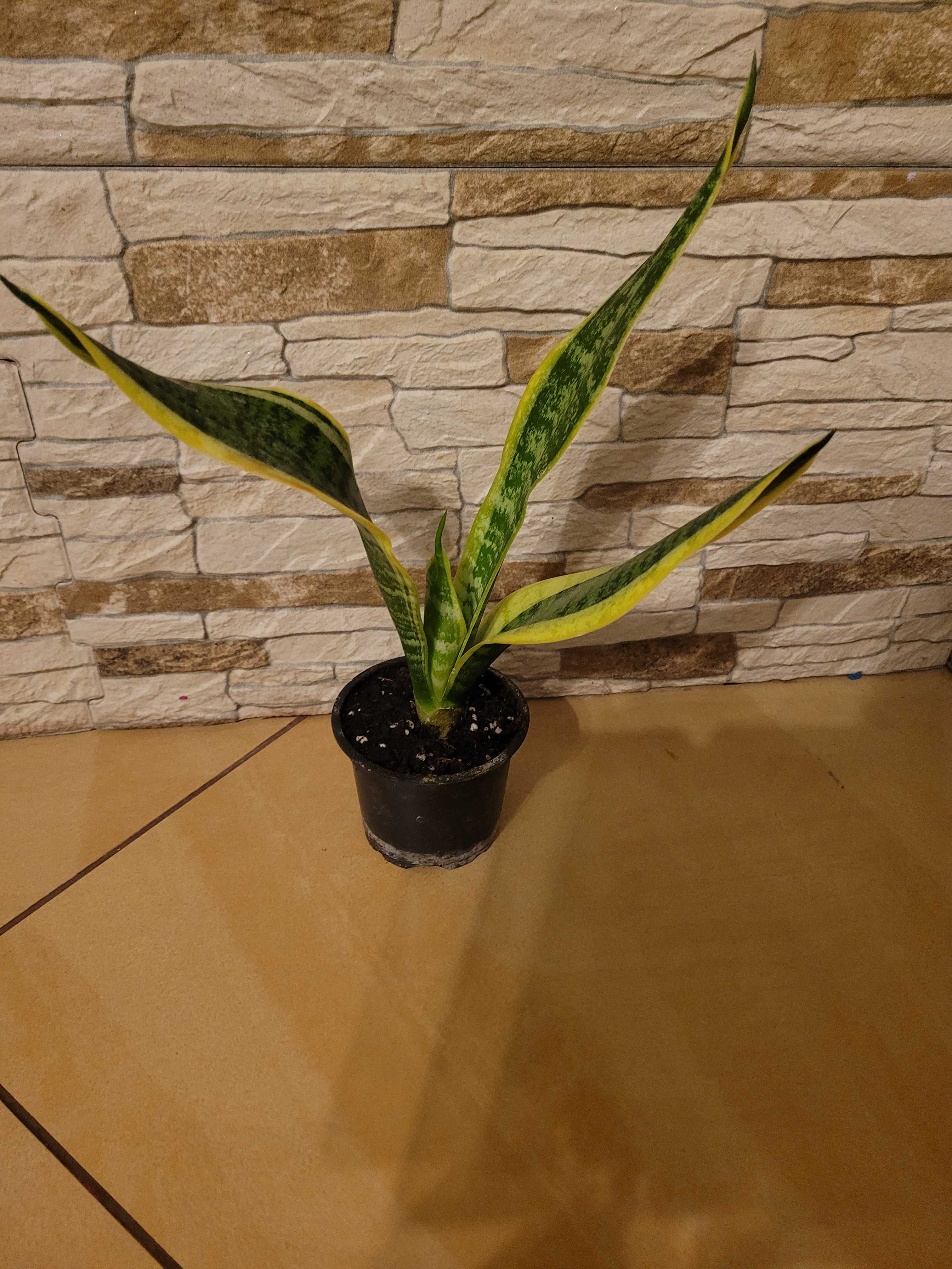 Sansevieria kwiat