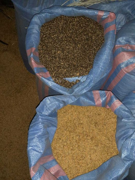 Owies czarny i żółty