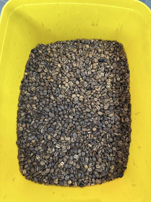 Odsort ziarenek kawy 18kg