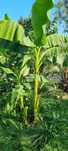Bananowce basjoo  alokazja makroriza paradisiaca