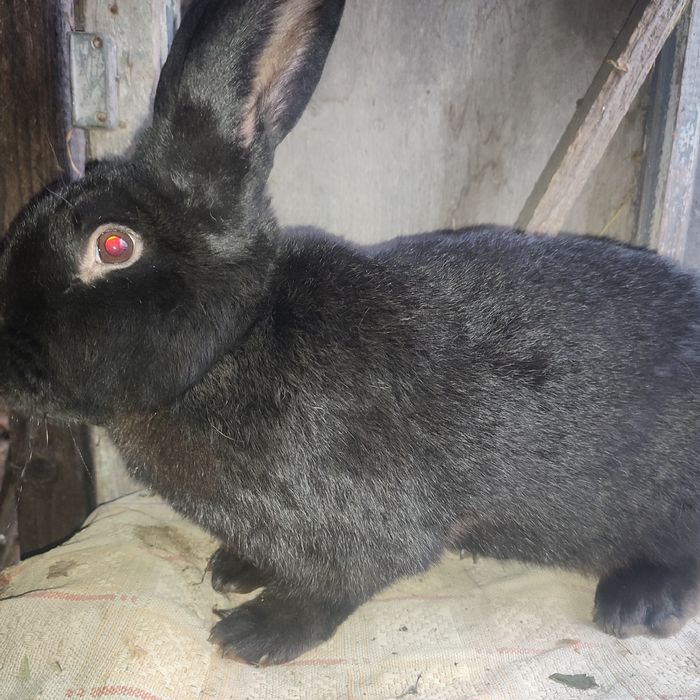 Кроликі строкачі