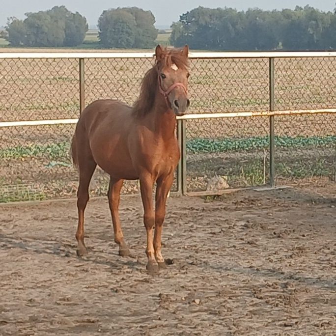 Sprzedam Ogierka bardzo pięknego źrebaka