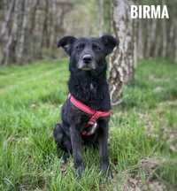 Domowa, kochana, 13 kg Birma do adopcji