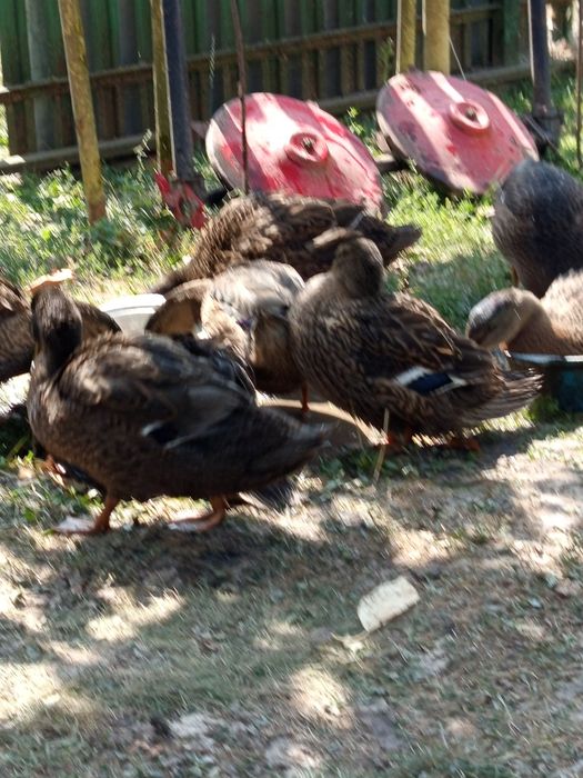 Продаю качки за 350 грн