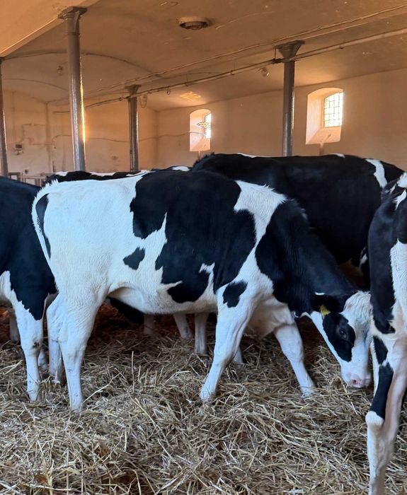 Jałówki hodowlane niemieckie nisko cielne