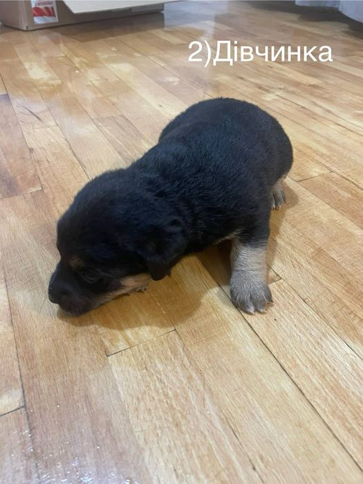 Цуценята шукають дім