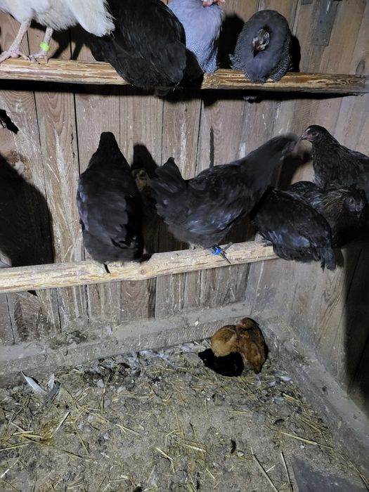 Kury koguty marans