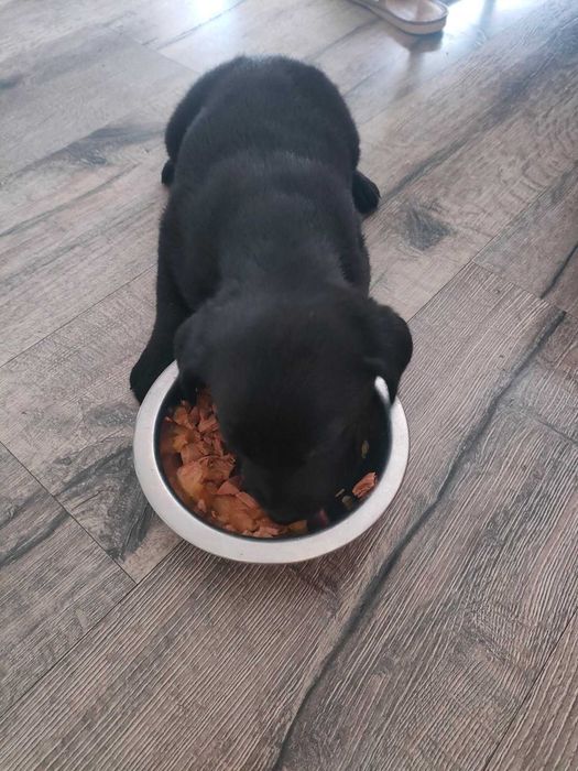 Oddam śliczne pieski