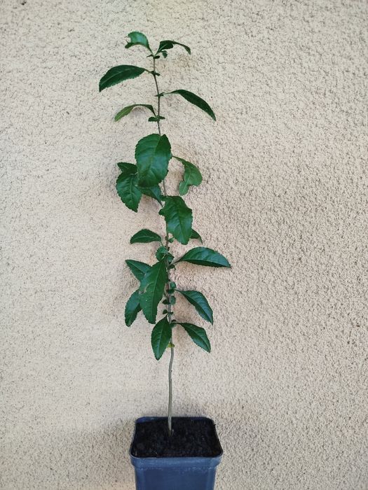 Хеномелес.Айва японська