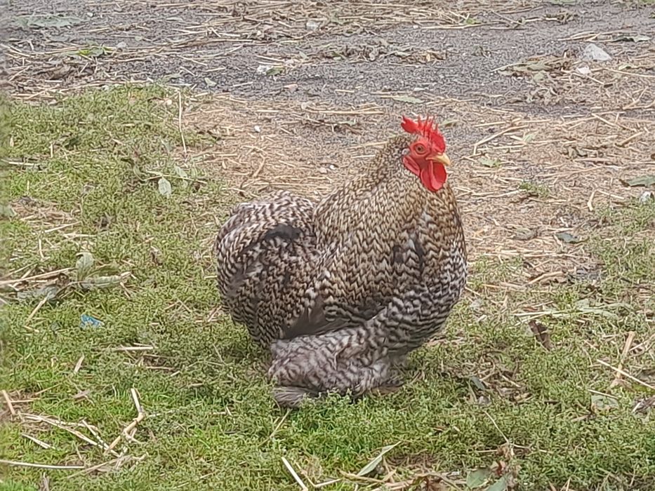 Szukają nowego domu