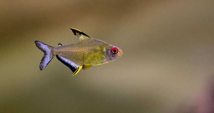 Bystrzyk cytrynowy, pięknopłetwy - (Hyphessobrycon pulchripinnis)