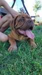 Dogue de Bordeaux, Mastiff francuski