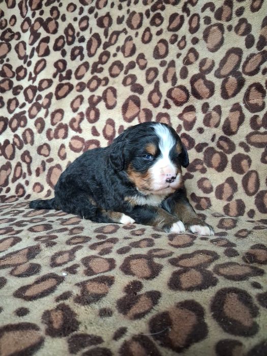 Sunia bernenski pies pasterski