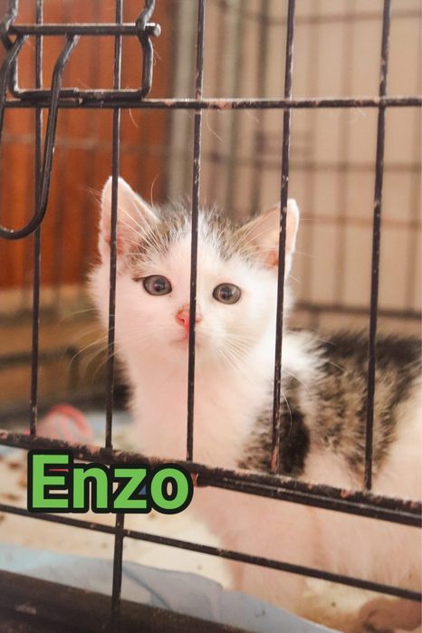 Male kotki polecaja sie do adopcji