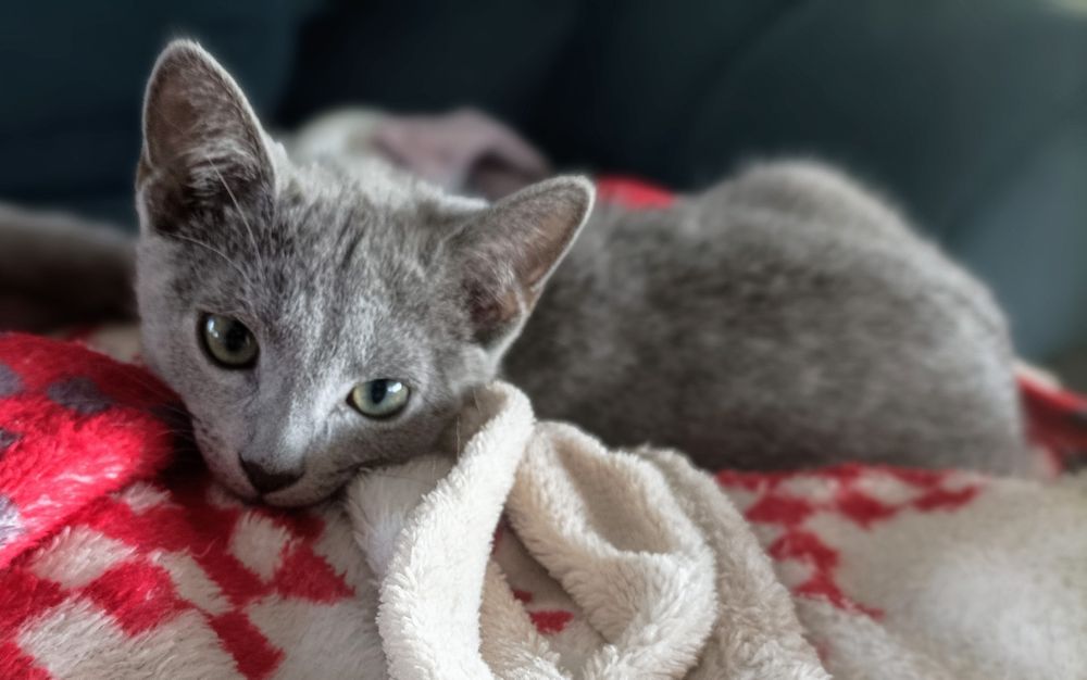 Kocurek rosyjski niebieski