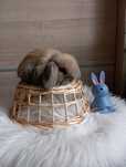 Mini lop /karzełek Teddy mini rex lewek królik miniaturka