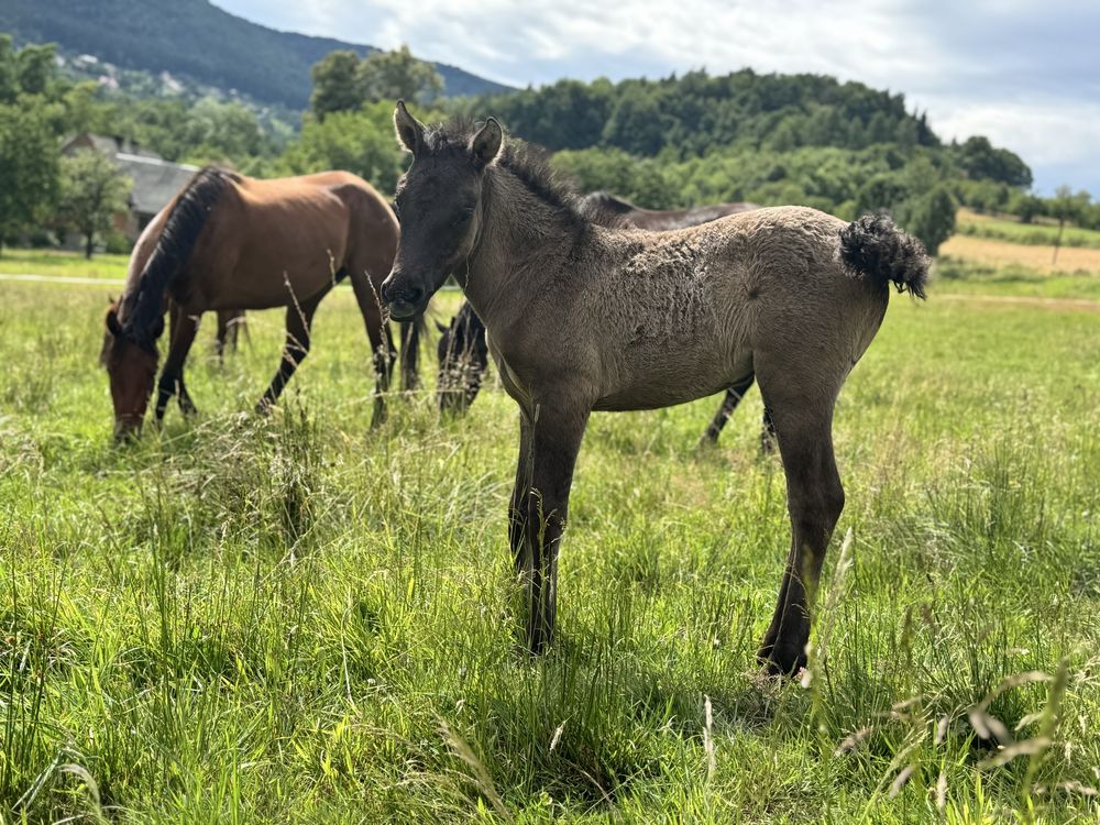 Do rezerwacji poleca sie cudna hucułka
