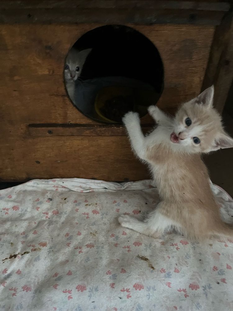 Рыжий и рыже-белые котята ищут новую семью