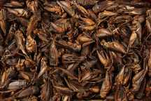 suszone świerszcze pokarm glopex 100g crickets