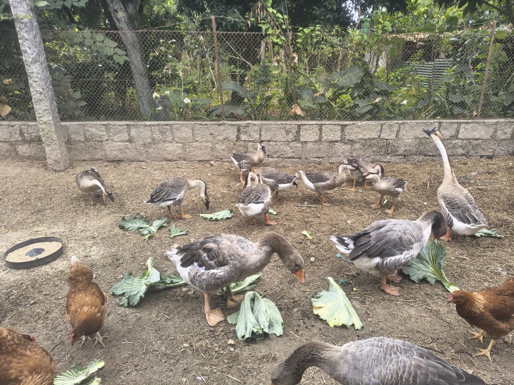 Gansos Africanos