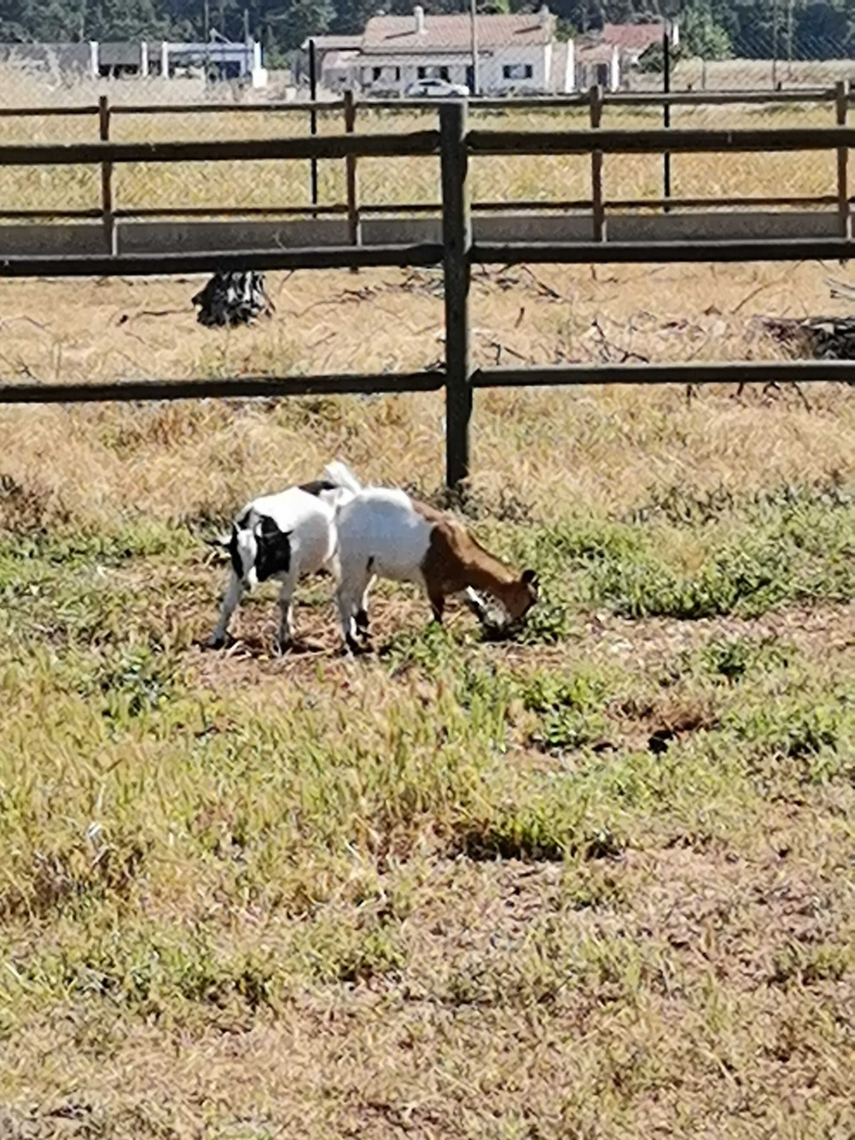 Cabritos E cabras anãs nascidos em Fevereiro.