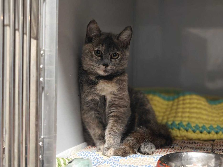 Кошеня Сільва дівчина шукає дім