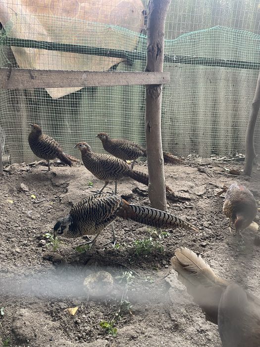 Фазани діамантові