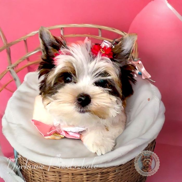 *Nie aktualne*Suczka mini xs Biewer Yorkshire Terrier