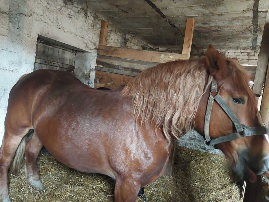 Sprzedam Klacz Zimnokrwista 5 letnia