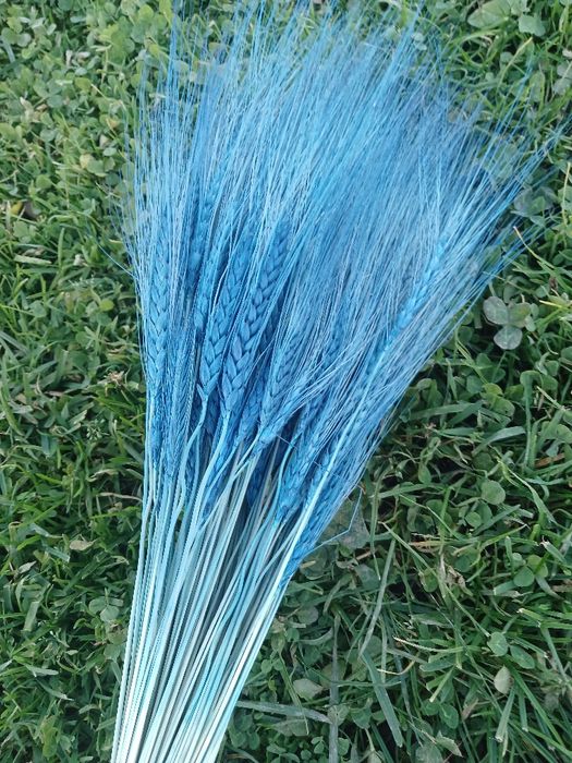 Пшениця Жизель — сухоцвіти для декору і флористики