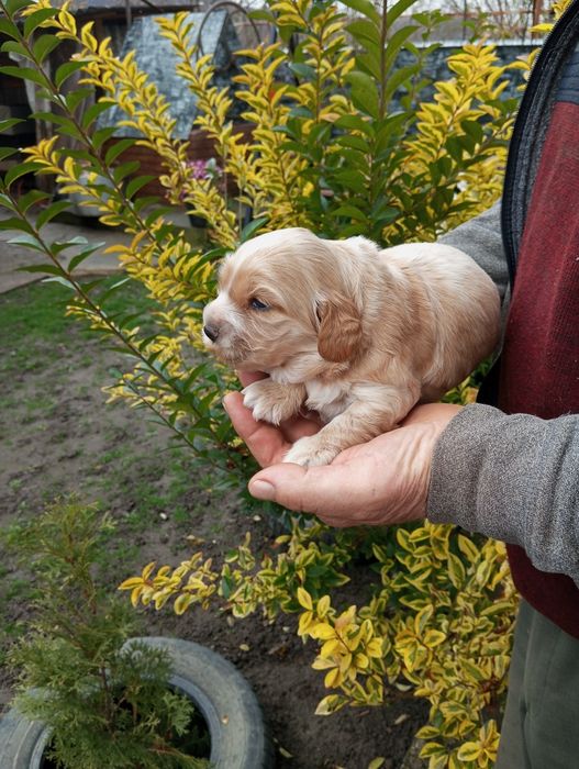 Англійський кокер Спаніель