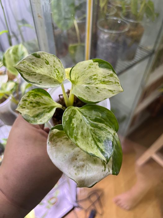 Epipremnum happy leaf kubeczek