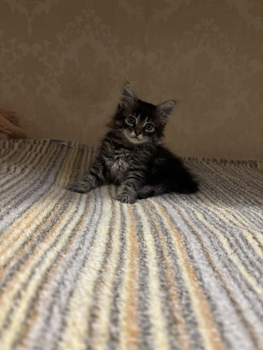 Віддам кошенят в добрі руки