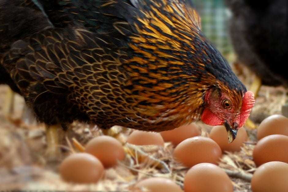 Кури несучки реалізація яйця інкубаційного