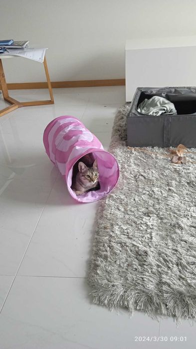 Petsitting Porto e arredores