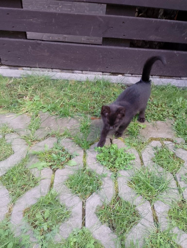 Małe kotki szukają domu Myślibórz