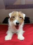 Pies Jack Russell Terrier Szorstkowłosy