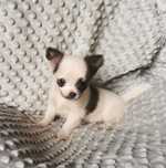 Cudowna dziewczynka rasy CHIHUAHUA !!!