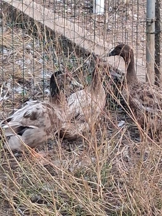 Vendo patos ruoan animais adultos
