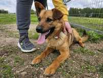 Sezamek, młody pies do adopcji