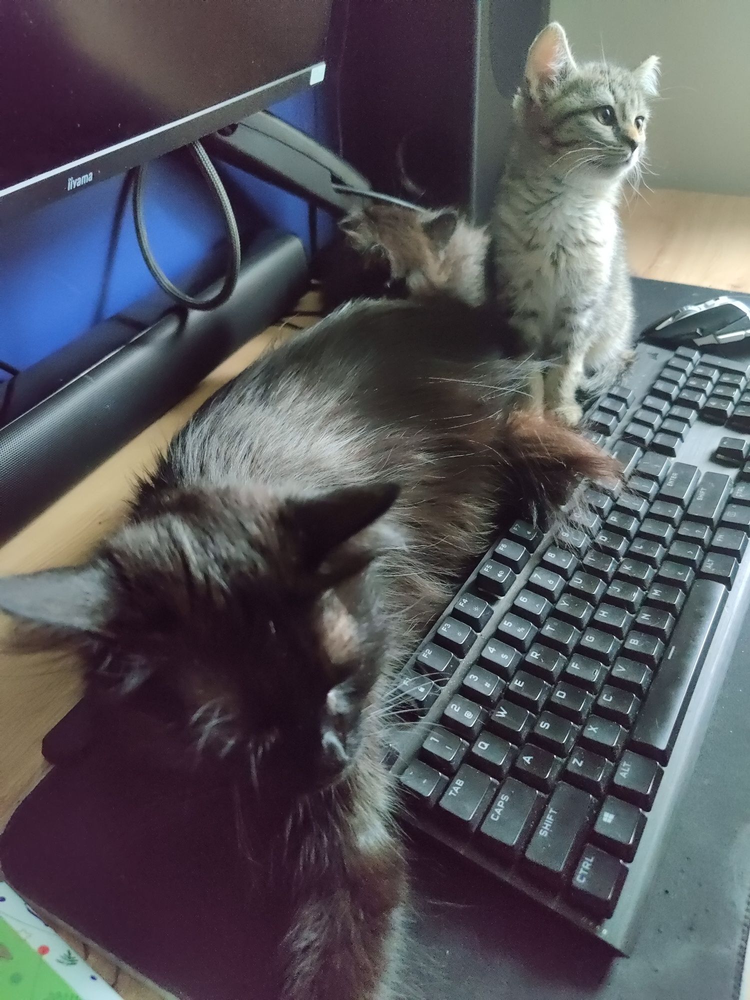 10 tygodniowe kotki do adopcji