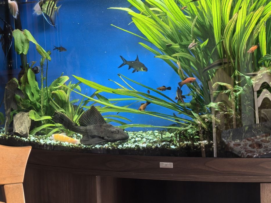 Glonojad Zbrojnik lamparci, gibiceps