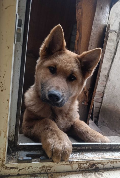 Немец щенок, немецкая овчарка