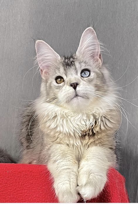 Девочка доминантные голубые глаза.